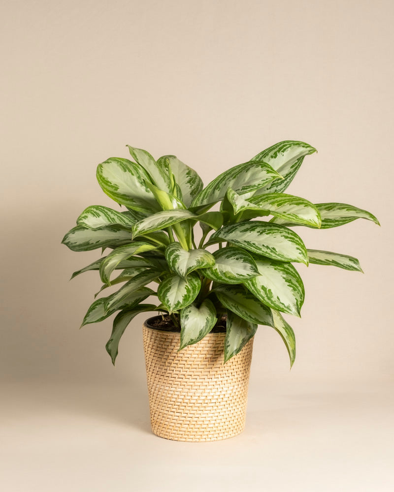 Die Große Aglaonema Silver Bay, eine grünlaubige Zimmerpflanze mit silbrigen Blättern im geflochtenen beigen Korb, steht vor hellem Hintergrund.