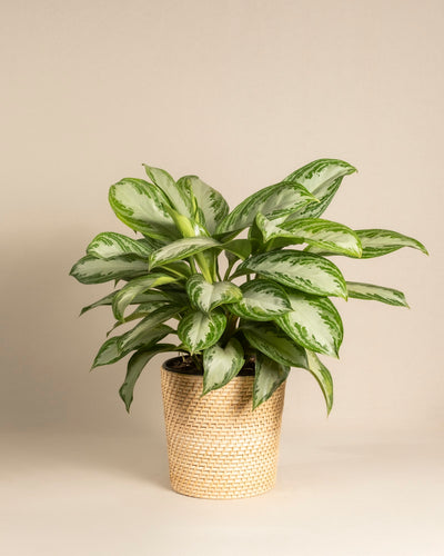 Die Große Aglaonema Silver Bay, eine grünlaubige Zimmerpflanze mit silbrigen Blättern im geflochtenen beigen Korb, steht vor hellem Hintergrund.