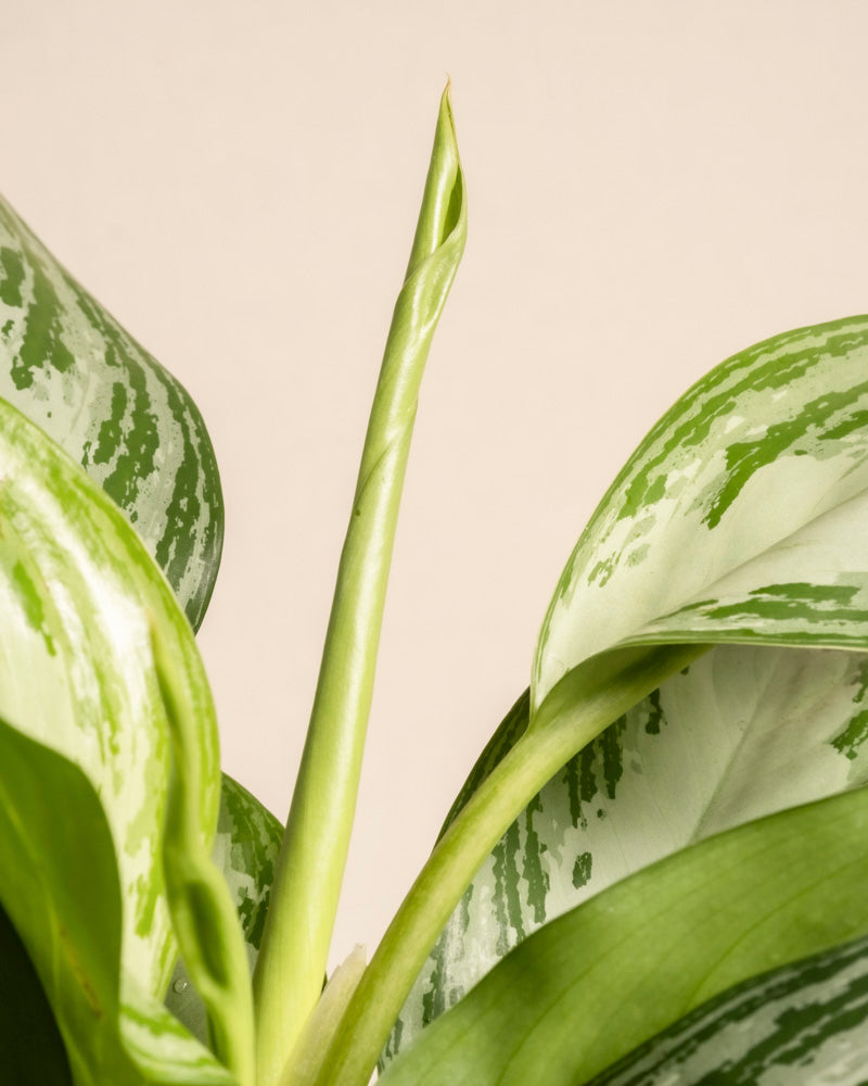 Nahaufnahme einer großen Aglaonema Silver Bay mit breiten, silbrig-grünen Blättern und einem aufstrebenden, eingerollten neuen Blatt vor neutral-beigem Hintergrund.