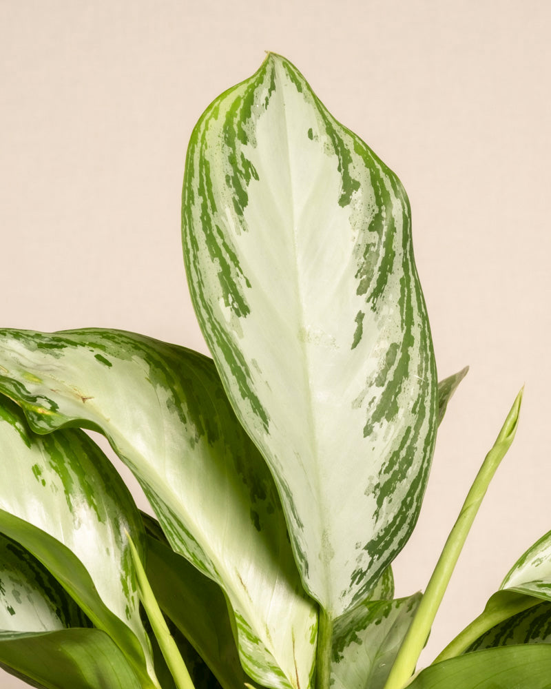 Eine Nahaufnahme eines grün-weißen Blattes der Großen Aglaonema Silver Bay, das seine silbrigen Muster zeigt; Weitere Blätter und Stängel sind vor einem hellbeigen Hintergrund sichtbar.