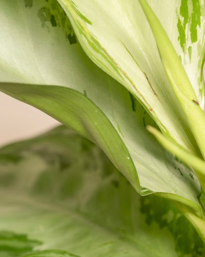 Eine Nahaufnahme der Großen Aglaonema Silver Bay hebt ihre silbrigen, hellgrünen Blätter mit glatter Textur und subtilen dunkelgrünen Mustern und Adern hervor, die sanft beleuchtet sind, um die eleganten Kurven und natürlichen Details der Pflanze hervorzuheben.