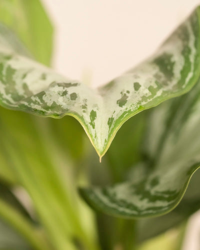 Nahaufnahme der Spitze eines Großen Aglaonema-Silberlorbeerblattes mit auffälligen hell- und dunkelgrünen Mustern und silbrigem Laub vor einem leicht verschwommenen Hintergrund. Die Spitze und die glatte Textur sind deutlich sichtbar.