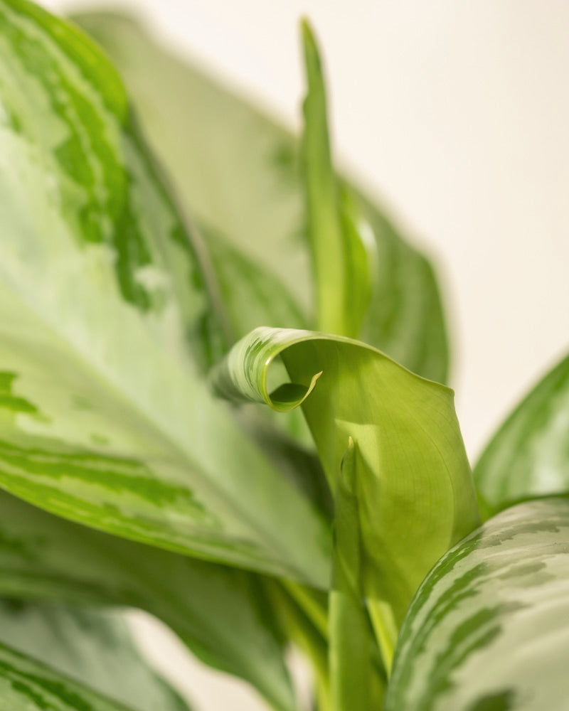 Nahaufnahme von silbernen, panaschierten Blättern der Großen Aglaonema Silver Bay, ein zentrales Blatt eingerollt, vor hellem neutralem Hintergrund.