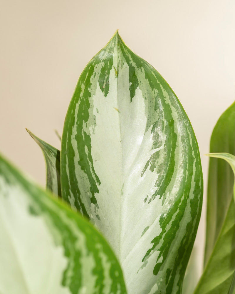 Nahaufnahme der silbrigen Blätter der Großen Aglaonema Silver Bay vor einem sanften beigen Hintergrund, die die detaillierten Muster und die Textur des Blattes zeigt.
