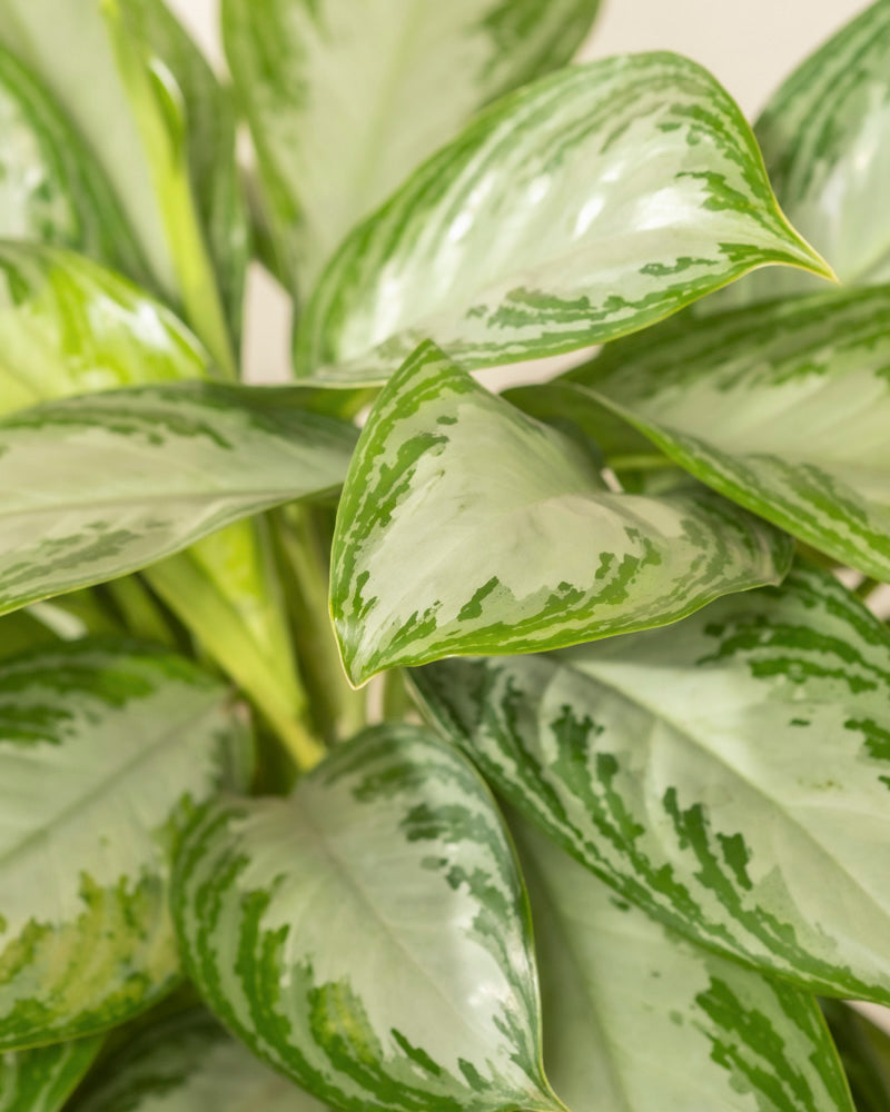 Nahaufnahme üppiger grüner Blätter mit hellen und dunklen Mustern, spitzen Enden und glänzenden Oberflächen – typisch für die Große Aglaonema Silver Bay, die für ihr silbriges Laub und ihr tropisches Aussehen geschätzt wird.