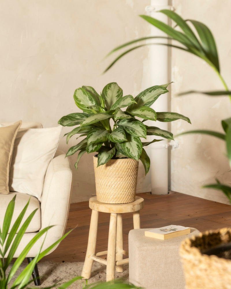 Eine Große Aglaonema Silver Bay mit silbrigen Blättern steht in einem geflochtenen Korb auf einem Holzhocker neben einem beigen Sofa in einem gemütlichen, sanft beleuchteten Wohnzimmer mit Holzboden.