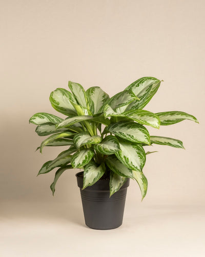 Eine üppige Große Aglaonema Silver Bay mit breiten, silbrigen Blättern mit hellgrüner Mitte und dunkelgrünen Rändern steht in einem einfachen schwarzen Topf vor einem schlichten beigen Hintergrund.