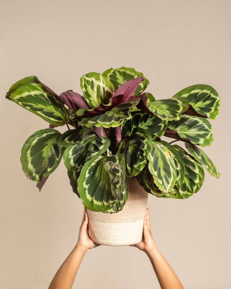 Eine Person hält eine Große Calathea Roseopicta mit großen gemusterten grünen Blättern und violetter Unterseite, auch Gebetspflanze oder Korbmarante genannt, vor einem schlichten beigen Hintergrund hoch.