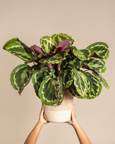 Eine Person hält eine Große Calathea Roseopicta mit großen gemusterten grünen Blättern und violetter Unterseite, auch Gebetspflanze oder Korbmarante genannt, vor einem schlichten beigen Hintergrund hoch.