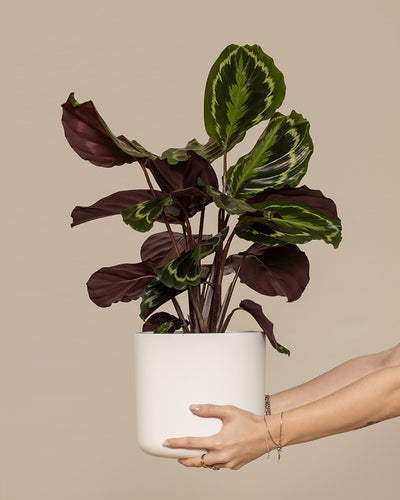 Eine Große Calathea Roseopicta (auch Calathea Roseopicta 'Medallion' genannt) wird ins Bild gehalten.