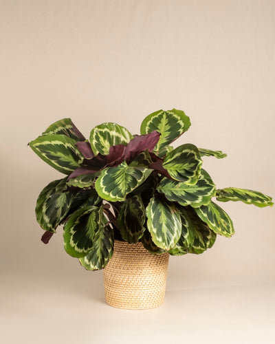 Eine große Calathea Roseopicta mit bunten grünen und hellgelben Blättern wird in einem geflochtenen Korbpflanzgefäß vor einem neutralen beigen Hintergrund präsentiert.