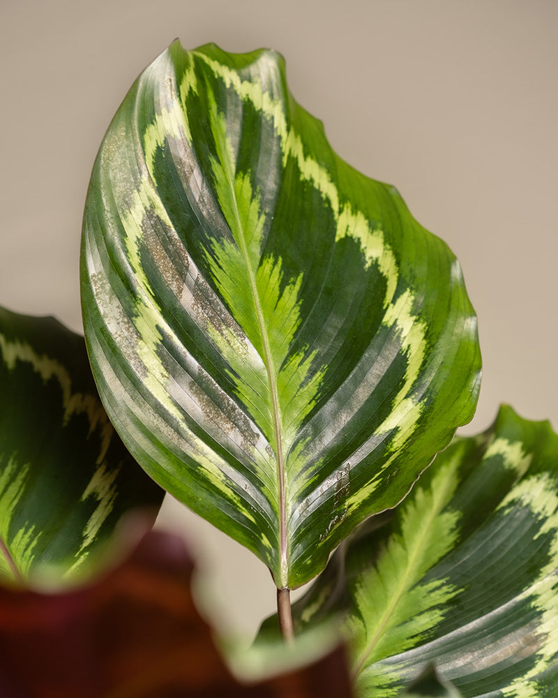 Detailaufnahme der gemusterten Blätter einer großen Calathea Roseopicta (auch Calathea Roseopicta 'Medallion' genannt)