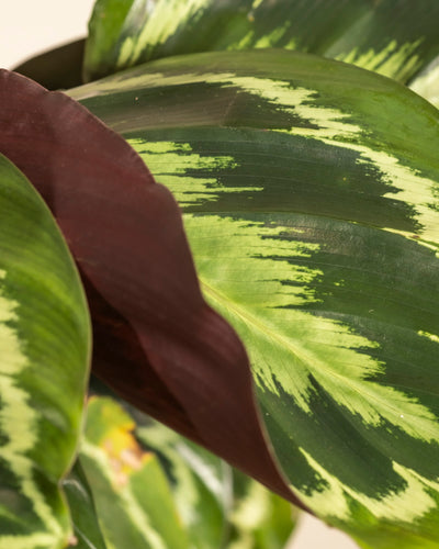 Nahaufnahme des üppigen Laubs der Großen Calathea Roseopicta mit leuchtend grünen Blättern mit hellen Mustern und tief kastanienbrauner Unterseite, die die auffällige Panaschierung und einzigartige Textur dieser dekorativen Pflanze zur Schau stellt.
