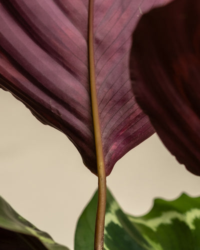 Detailaufnahme der rötlichen Unterseite eines Blattes einer großen Calathea Roseopicta (auch Calathea Roseopicta 'Medallion' genannt)