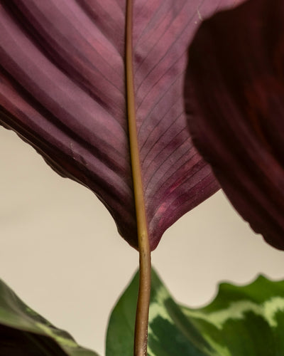 Nahaufnahme des großen, strukturierten kastanienbraunen Blattes der Großen Calathea Roseopicta mit einem braunen Mittelstiel und einem Anflug von grünen Blättern im Hintergrund, vor einem neutralen Lichthintergrund.