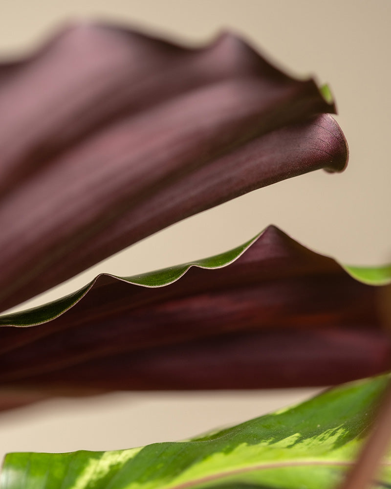 Detailaufnahme mehrerer Blätter einer großen Calathea Roseopicta (auch Calathea Roseopicta 'Medallion' genannt), wobei ihre charakteristische Musterung und rötliche Färbung auffällt