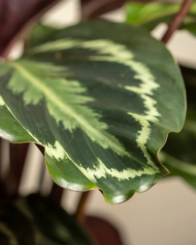 Nahaufnahme eines Blattes der Großen Calathea Roseopicta mit hellgrünen und cremefarbenen Markierungen, die von der Mitte ausstrahlen, glatten Rändern und einer glänzenden Oberfläche.