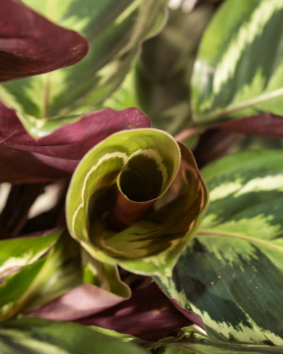 Nahaufnahme einer Großen Calathea Roseopicta mit einem neuen Blatt, das sich entfaltet und grüne und hellgelbe Muster aufweist. Die umgebenden breiten Blätter weisen eine Mischung aus Grün- und Dunkelvioletttönen auf.