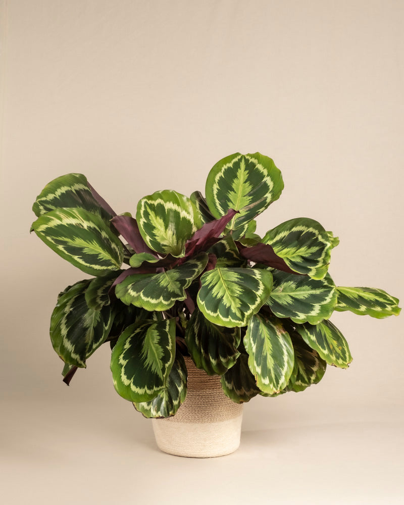 Eine Große Calathea Roseopicta mit großen, gemusterten grünen Blättern mit hellgrünem Rand wächst in einem strukturierten beigen Topf vor einem schlichten, hellen Hintergrund.