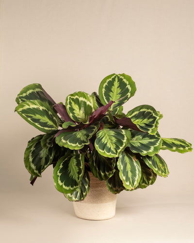 Eine Große Calathea Roseopicta mit großen, gemusterten grünen Blättern mit hellgrünem Rand wächst in einem strukturierten beigen Topf vor einem schlichten, hellen Hintergrund.