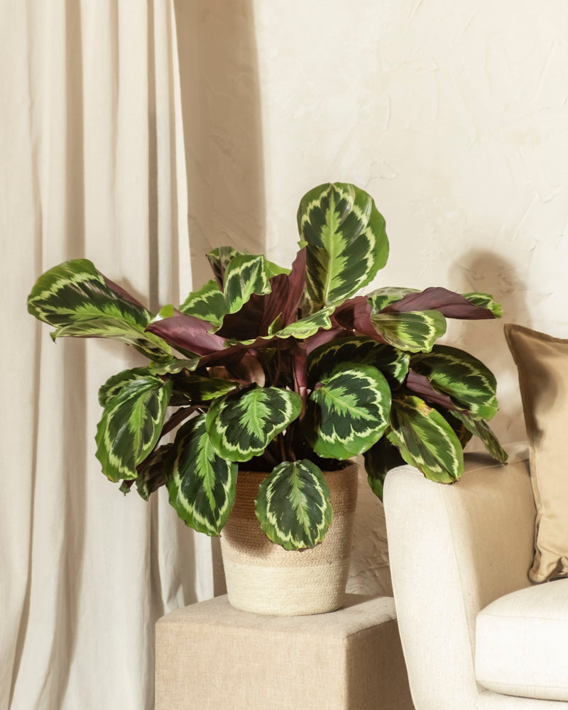 Eine große Calathea Roseopicta mit auffällig gemusterten Blättern steht in einem geflochtenen Korb auf einem Podest neben einem beigen Sessel und cremefarbenen Vorhängen.