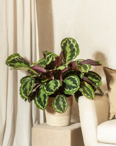 Eine große Calathea Roseopicta mit auffällig gemusterten Blättern steht in einem geflochtenen Korb auf einem Podest neben einem beigen Sessel und cremefarbenen Vorhängen.