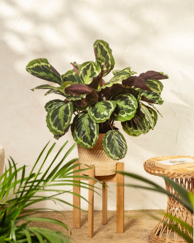 Eine Große Calathea Roseopicta mit üppigen, bunten grünen Blättern steht auf einem Holzständer neben einem geflochtenen Beistelltisch, während das Sonnenlicht sanfte Schatten auf die strukturierte weiße Wand im Hintergrund wirft.