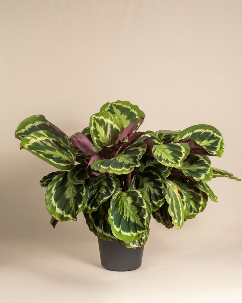 Die Große Calathea Roseopicta präsentiert große, runde grüne Blätter mit hellgrünen Mustern und violetten Unterseiten in einem schlichten schwarzen Topf vor neutralem Hintergrund.