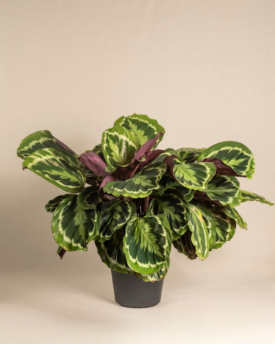 Die Große Calathea Roseopicta präsentiert große, runde grüne Blätter mit hellgrünen Mustern und violetten Unterseiten in einem schlichten schwarzen Topf vor neutralem Hintergrund.