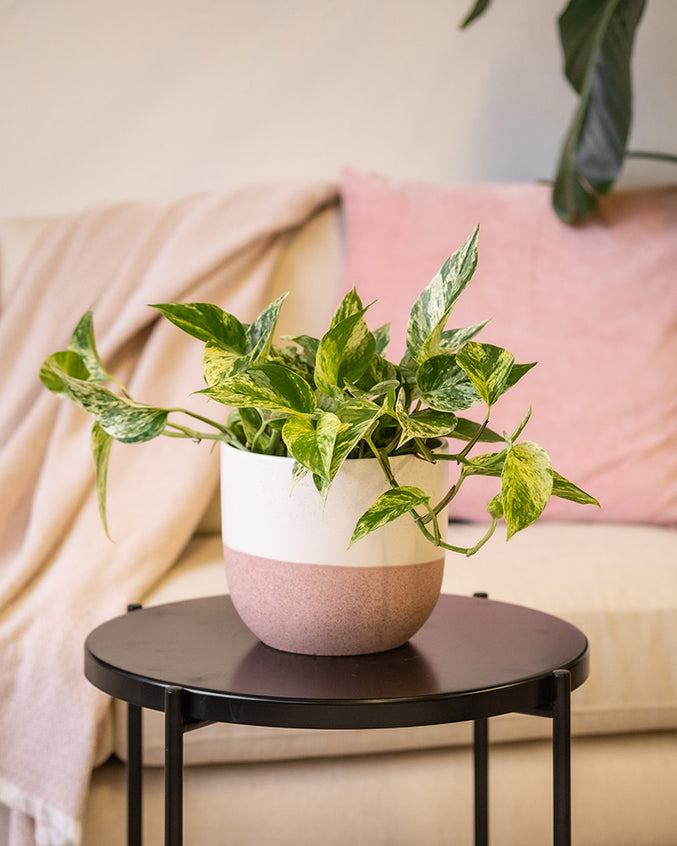 Eine große Efeutute Marble Queen (auch Epipremnum pinnatum 'Marble Queen' genannt) auf einem schwarzen Beistelltisch in einem Keramiktopf der Kollektion 'Variado' im Farbton Pink