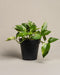 Große Efeutute Marble Queen