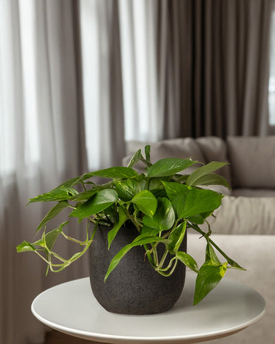 Eine üppige grüne Topfpflanze steht auf einem weißen Tisch vor einem grauen Sofa. Durchsichtige weiße Vorhänge verdecken große Fenster im Hintergrund und lassen sanftes Tageslicht in den gemütlichen Innenraum. Der helle Keramik-Topf (Direito | 18 cm ⌀) ist aus handbemalter Keramik gefertigt und verleiht dem Raum eine handwerkliche Note.