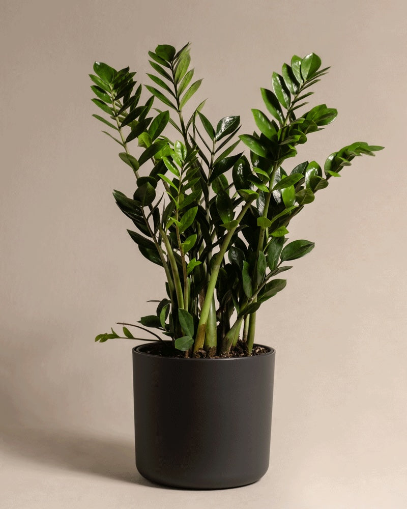 Kunststoff-Topf (Lumi | 25 cm ⌀) in der Farbe anthrazit