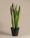 Eine große Grüne Schwiegermutterzunge (Sansevieria trifasciata) mit langen, aufrechten grünen Blättern mit dunkelgrünen horizontalen Streifen. Die Pflanze mit einer Pflanzenhöhe von 55 bis 65 cm ist in einem schlichten schwarzen Gefäß vor einem schlichten beigen Hintergrund gepflanzt. 