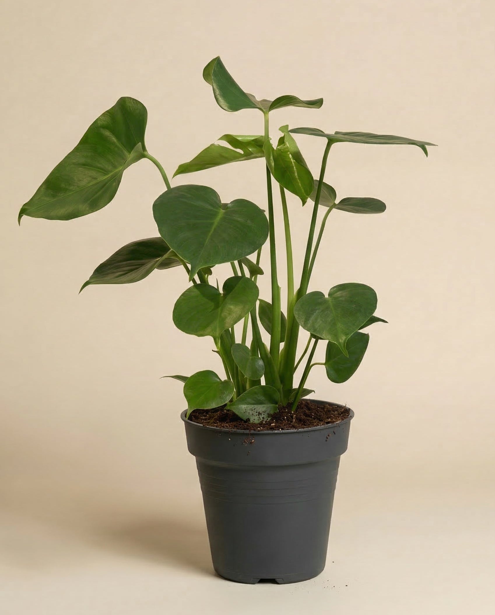 Eine grosse Monstera in einem schwarzen Innentopf.