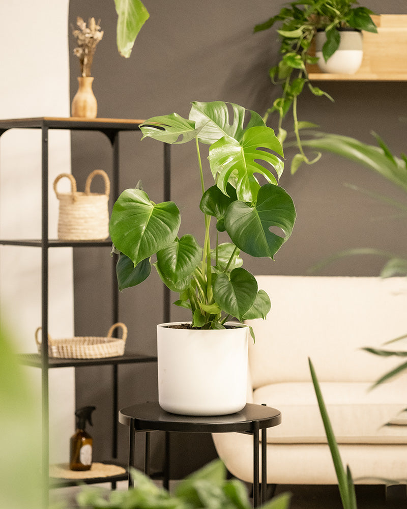 Eine große Monstera in einem weißen 'Soft'-Topf aus Kunststoff auf einem schwarzen Beistelltisch in einem gemütlich möblierten Wohnzimmer mit vielen Pflanzen