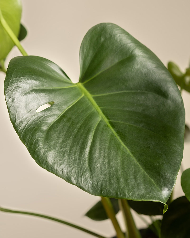 Detailaufnahme eines Blattes einer großen Monstera