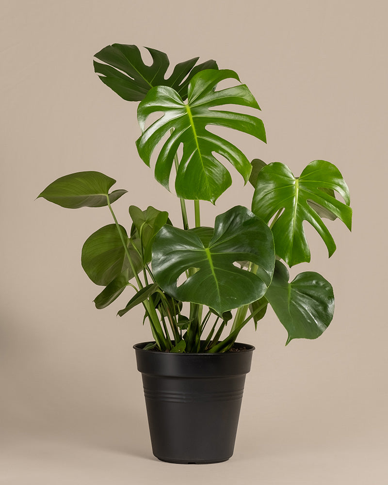 Eine große Monstera in einem schwarzen Innentopf ohne Übertopf