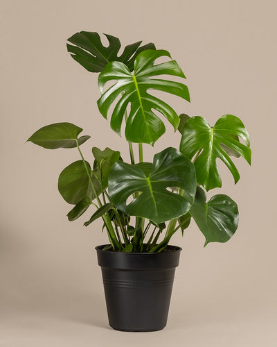 Eine große Monstera in einem schwarzen Innentopf ohne Übertopf