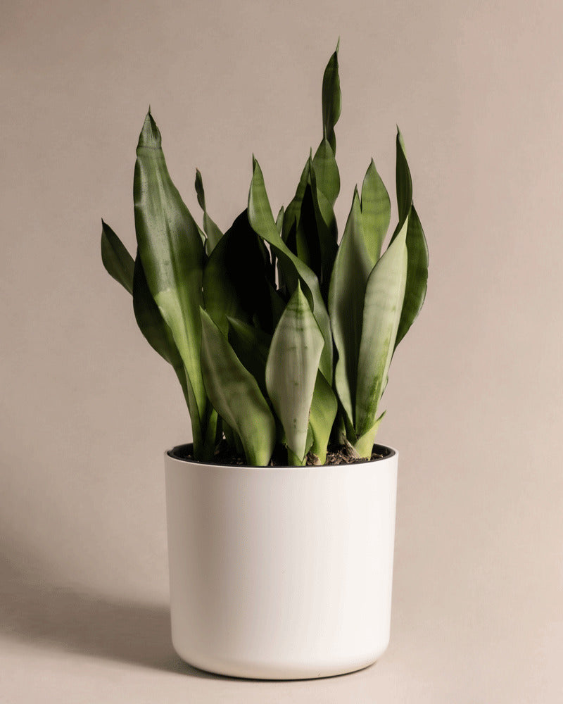 Kunststoff-Topf (Lumi | 25 cm ⌀) in der Farbe weiss