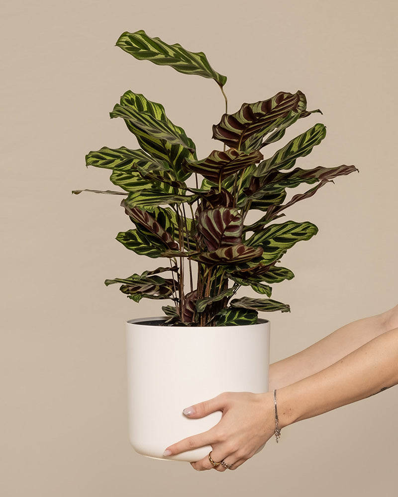 Eine große Pfauen-Korbmarante (auch Calathea makoyana genannt) in einem weißen Topf wird ins Bild gehalten.