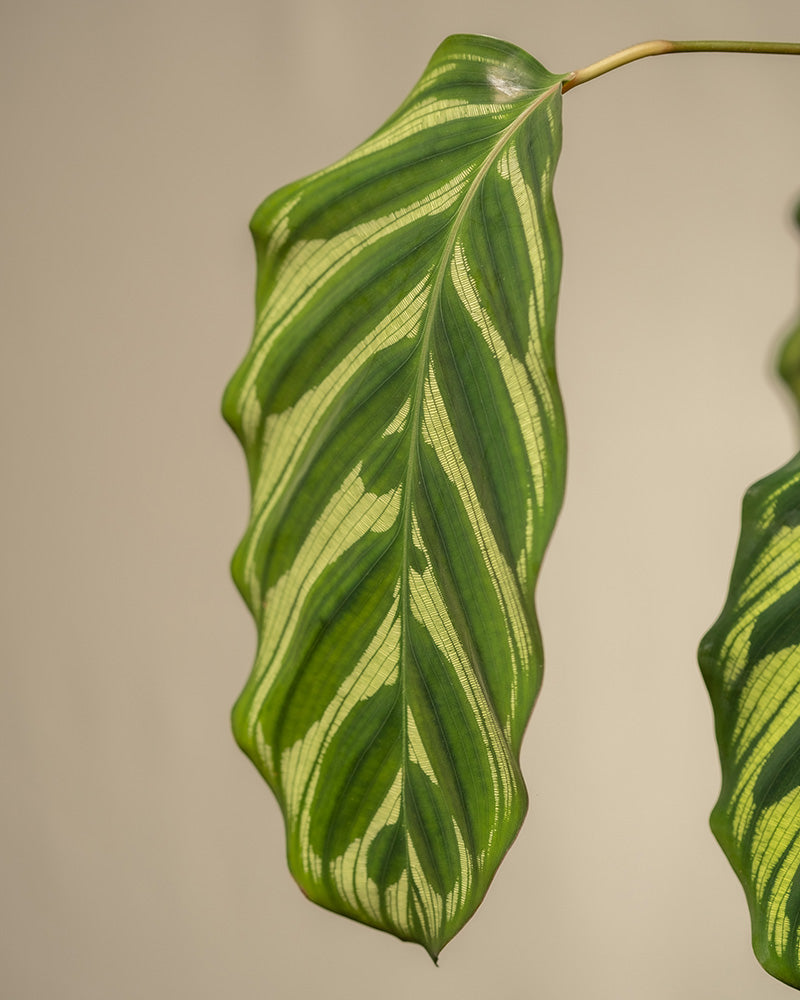 Detailaufnahme eines hellgrün und dunkelgrün gemusterten Blattes einer großen Pfauen-Korbmarante (auch Calathea makoyana genannt)