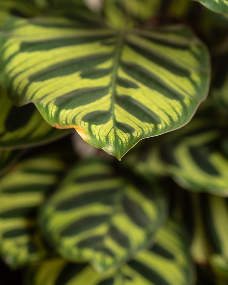 Detailaufnahme der gemusterten Blätter einer großen Pfauen-Korbmarante (auch Calathea makoyana genannt)
