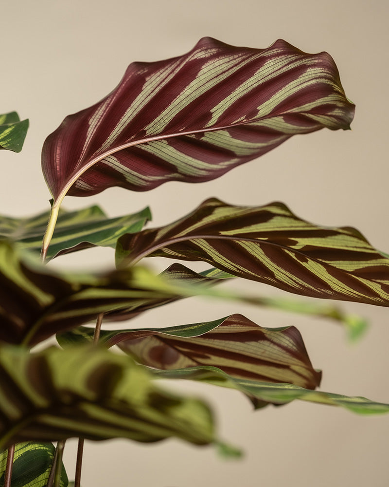 Gemusterte Blätter einer großen Pfauen-Korbmarante (auch Calathea makoyana genannt)