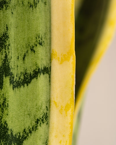 Nahaufnahme eines Blattes der Großen Schwiegermutterzunge, hervorgehoben durch buntes Grün mit gelbem Rand auf hellem Hintergrund. Die glatte Textur und die lebendigen Farben lassen diese Sansevieria XL-Pflanze wirklich hervorstechen.