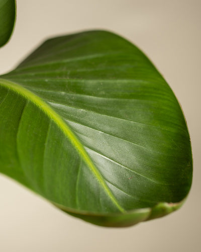 Detailaufnahme eines grünen Blattes einer großen Strelitzie (auch Strelitzia nicolai, Natal-Strelitzie, White Bird of Paradise oder Natal Wild Banana genannt)