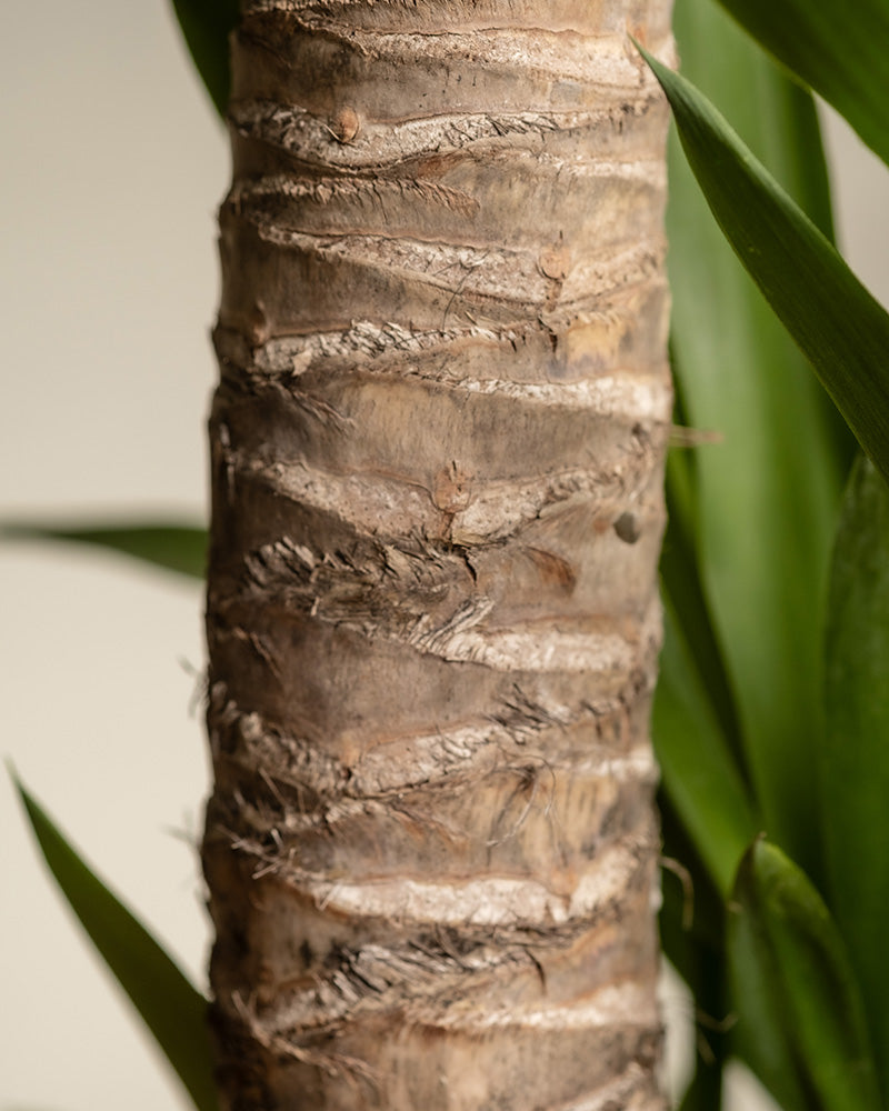 Detailaufnahme des Stamms einer großen Yucca (auch Yucca elephantipes, graue Palmlilie, Yucca-Palme, Dagger Plant oder Spanish Bayonet genannt)