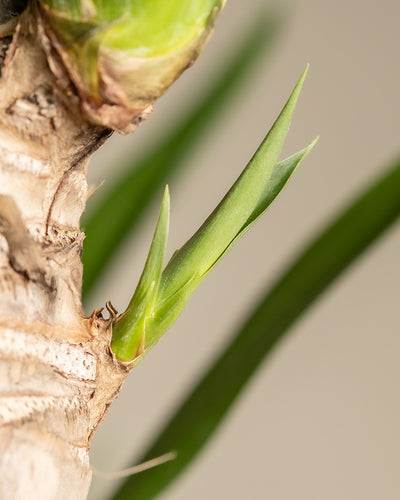 Detailaufnahme einer großen Yucca (auch Yucca elephantipes, graue Palmlilie, Yucca-Palme, Dagger Plant oder Spanish Bayonet genannt)