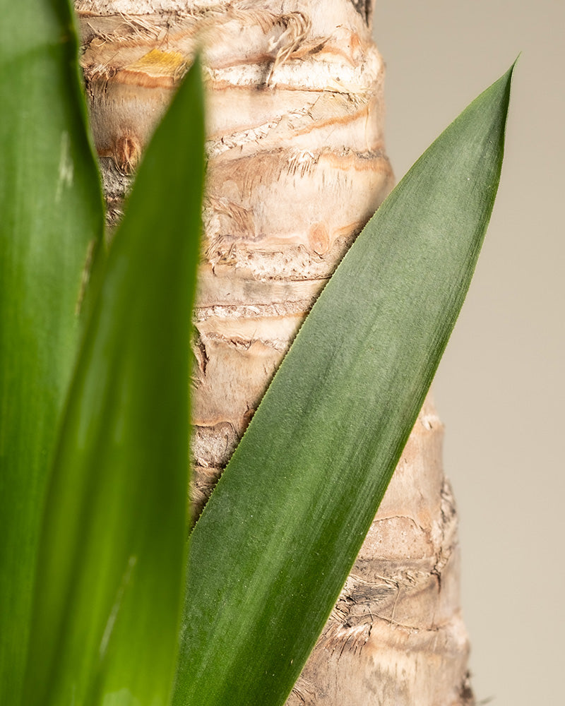 Diese Detailaufnahme zeigt den Stamm und einige Blätter einer großen Yucca (auch Yucca elephantipes, graue Palmlilie, Yucca-Palme, Dagger Plant oder Spanish Bayonet genannt).