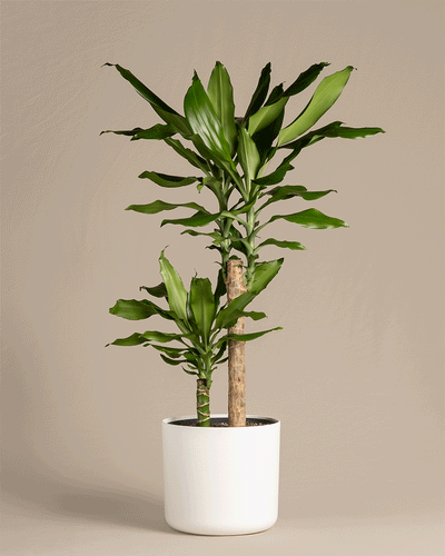 Ein großer Drachenbaum (auch Dracaena fragrans, duftender Drachenbaum oder Cornstalk Dracaena genannt) in verschiedenen Soft-Töpfen aus Kunststoff in den Farben Weiß und Anthrazit